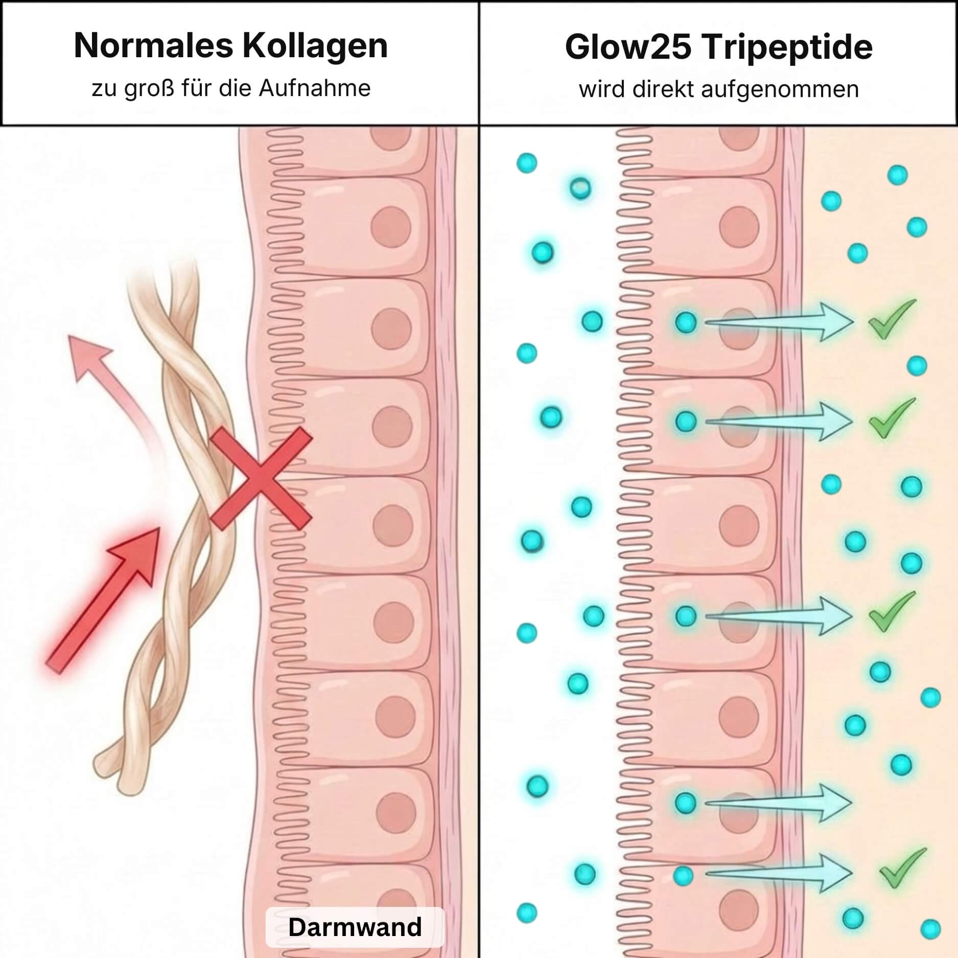 A diagram comparing large collagen molecules being blocked versus small tripeptides being absorbed by the intestinal wall.