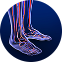 Anatomical illustration of the circulatory system in the lower legs and feet.
