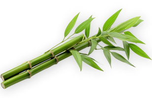 Three stalks of green bamboo with lush green leaves on a transparent background.