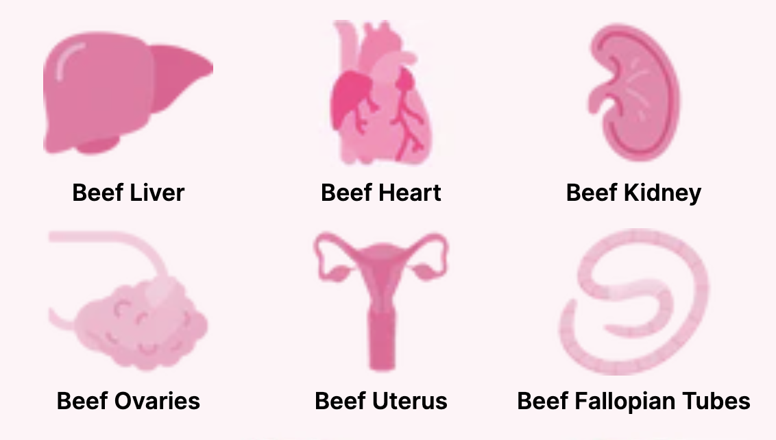 Illustrations of beef organs: liver, heart, kidney, ovaries, uterus, fallopian tubes.
