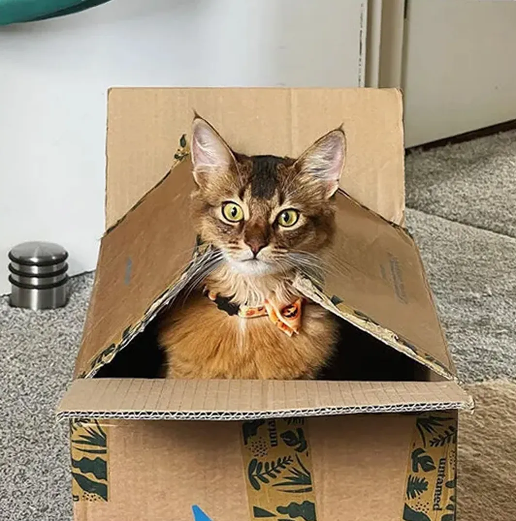 A long-haired brown cat with wide yellow eyes and a collar sits inside a cardboard box.