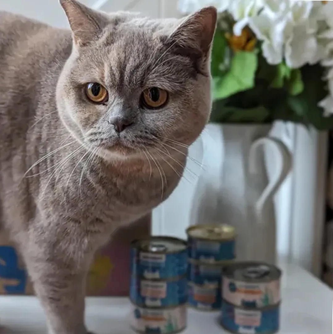 A grey cat with amber eyes stands on a table next to several cans of cat food.