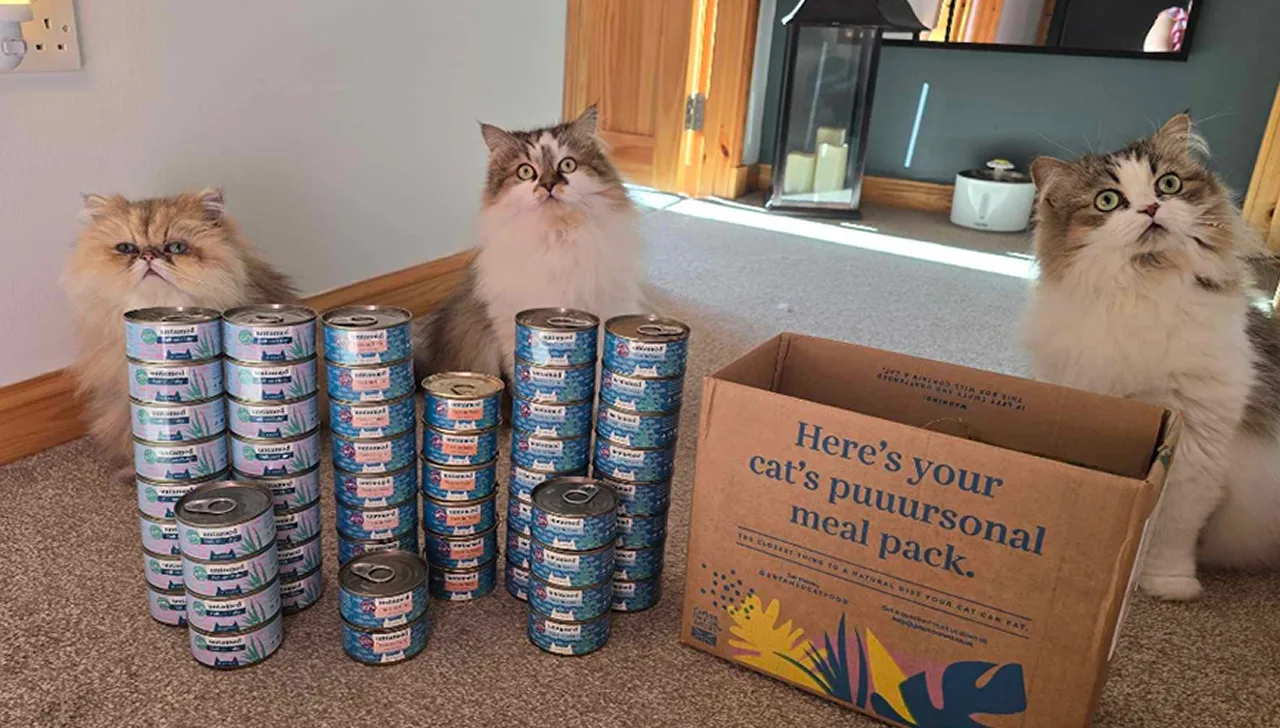 Three cats sit near stacked cans of cat food and a box.