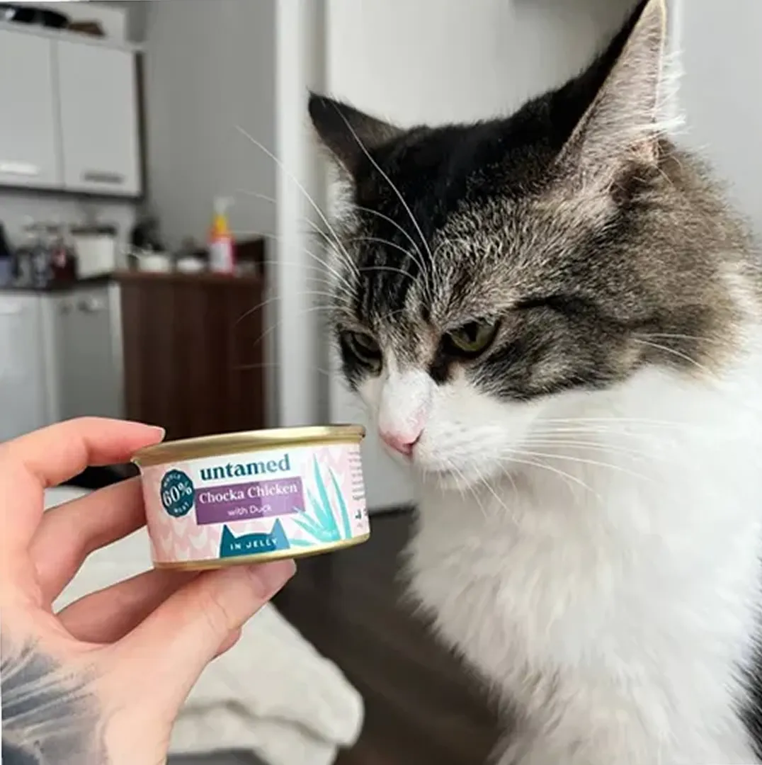 A tabby and white cat looks intently at a small can of cat food held by a person.