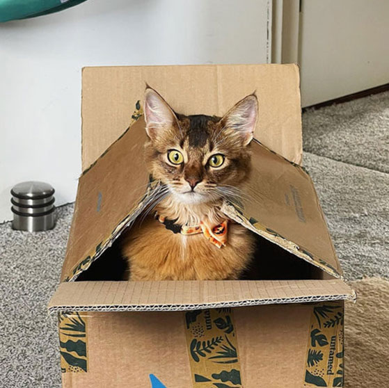 A cat sitting inside an open cardboard box on a carpeted floor.