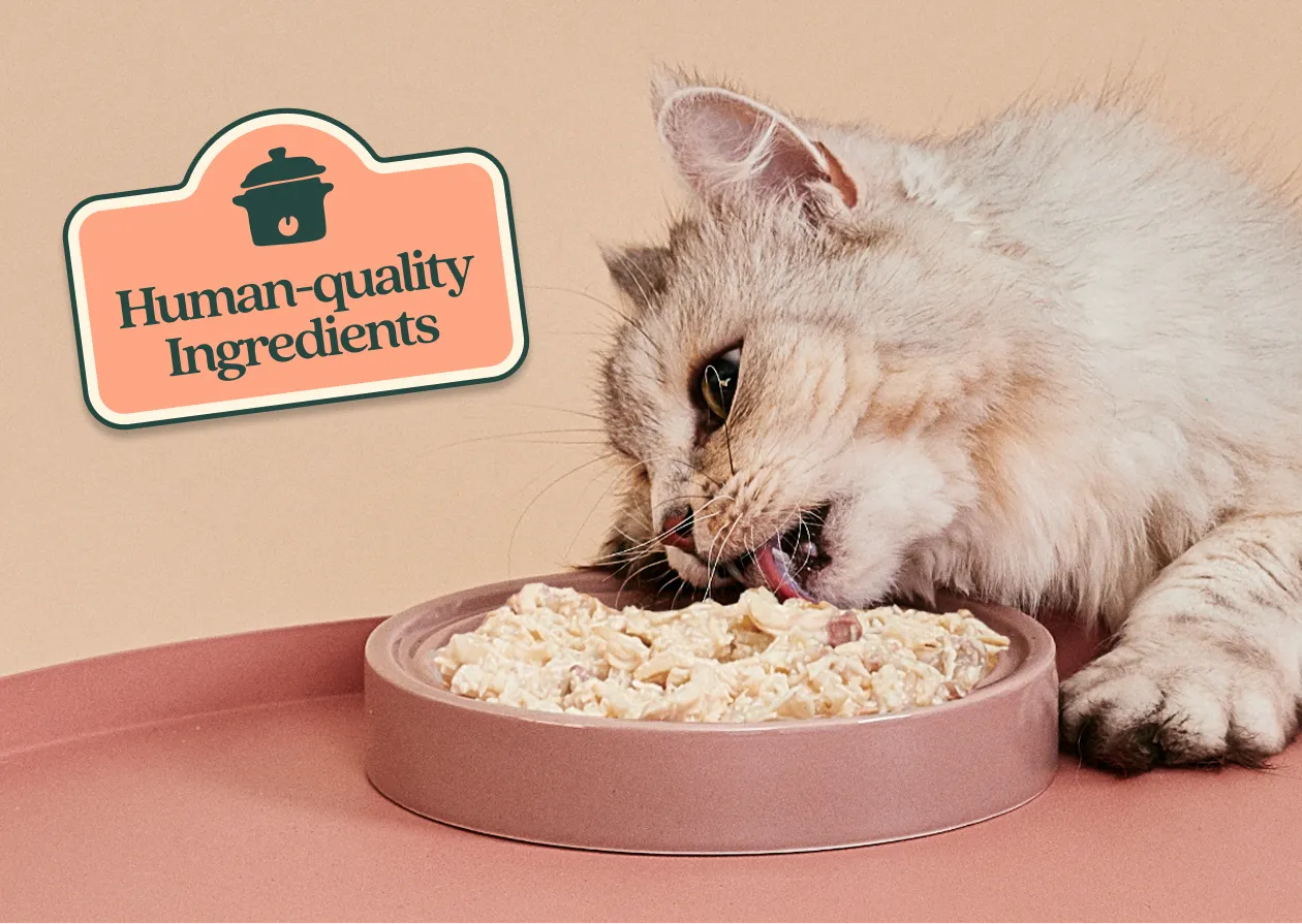 A fluffy cat eats from a bowl of food next to a 'Human-quality Ingredients' label.