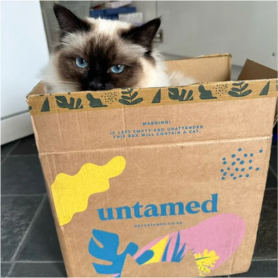 A cat with blue eyes sitting inside a decorated cardboard box.