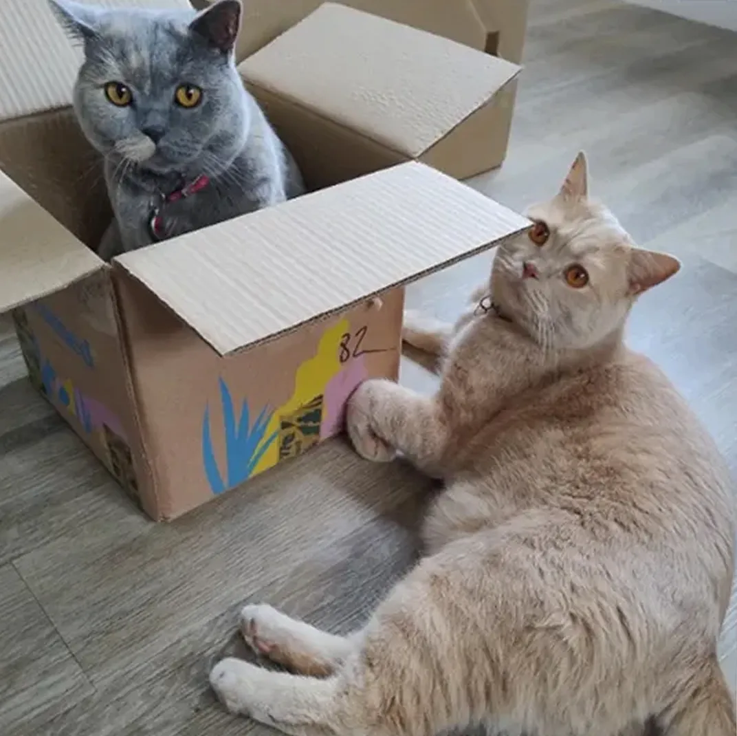 A grey cat sits inside a cardboard box while a cream-colored cat lies on the floor next to it.