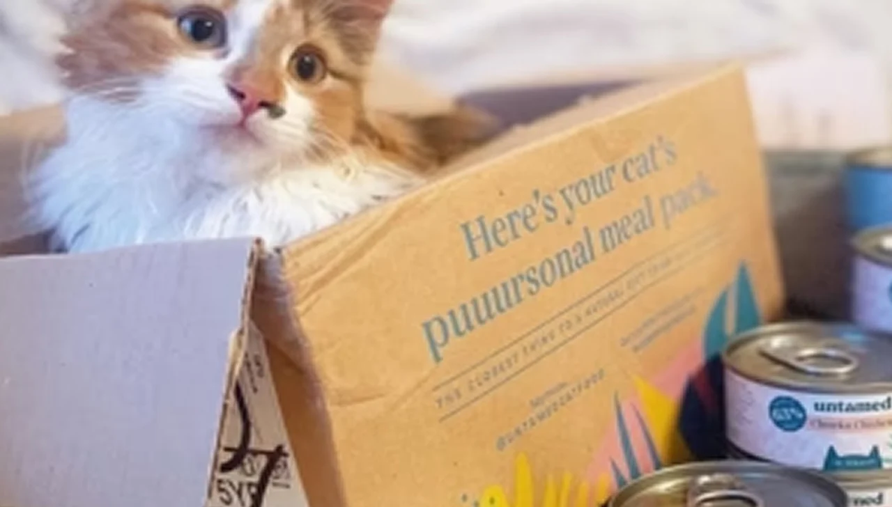 A cat sitting in a cardboard box with canned food nearby.