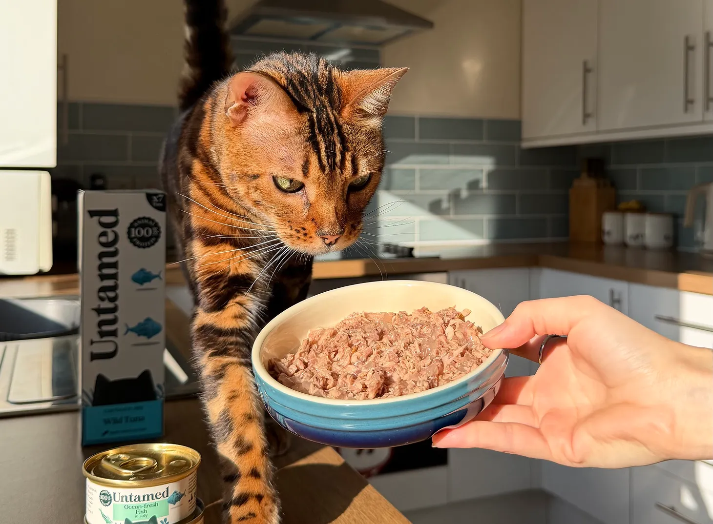 A Bengal cat approaches a blue bowl of wet cat food held by a person in a kitchen.