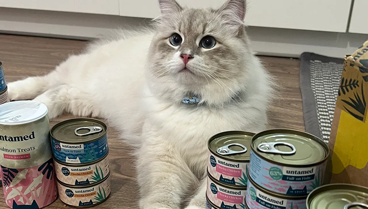 Fluffy cat lying on the floor surrounded by cans of cat food.