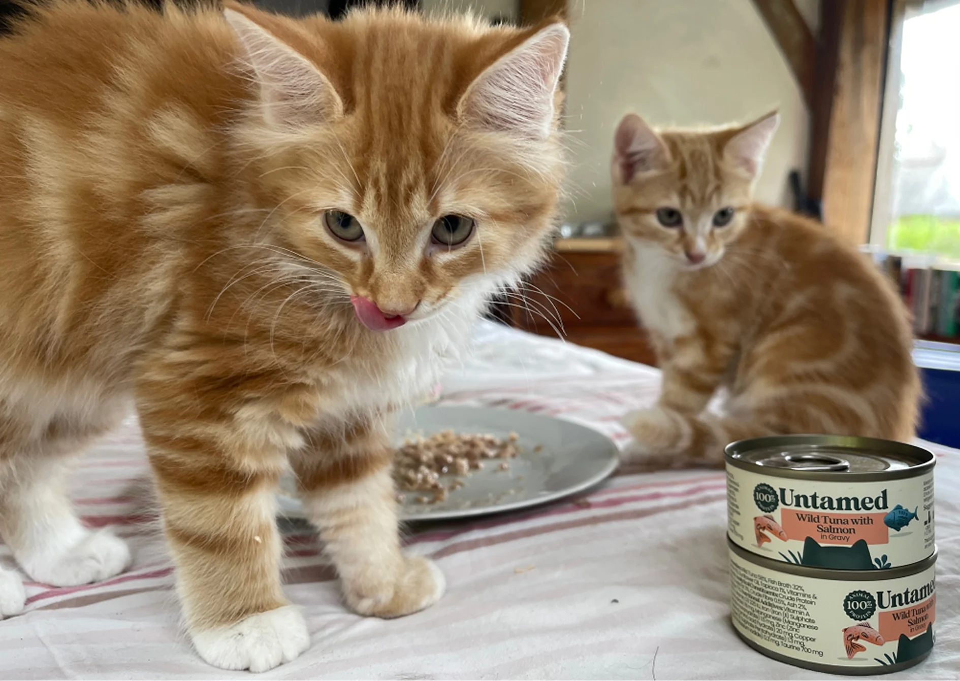 Two ginger kittens on a table with a plate of food and two cans of cat food.