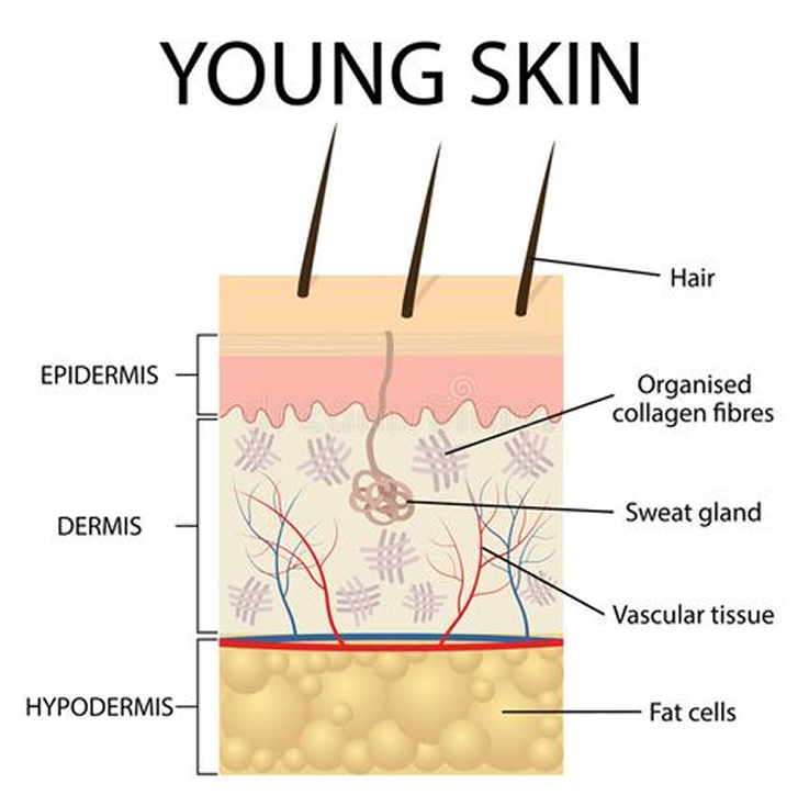 Diagram of young skin layers with labels for hair, collagen, sweat gland, and fat cells.