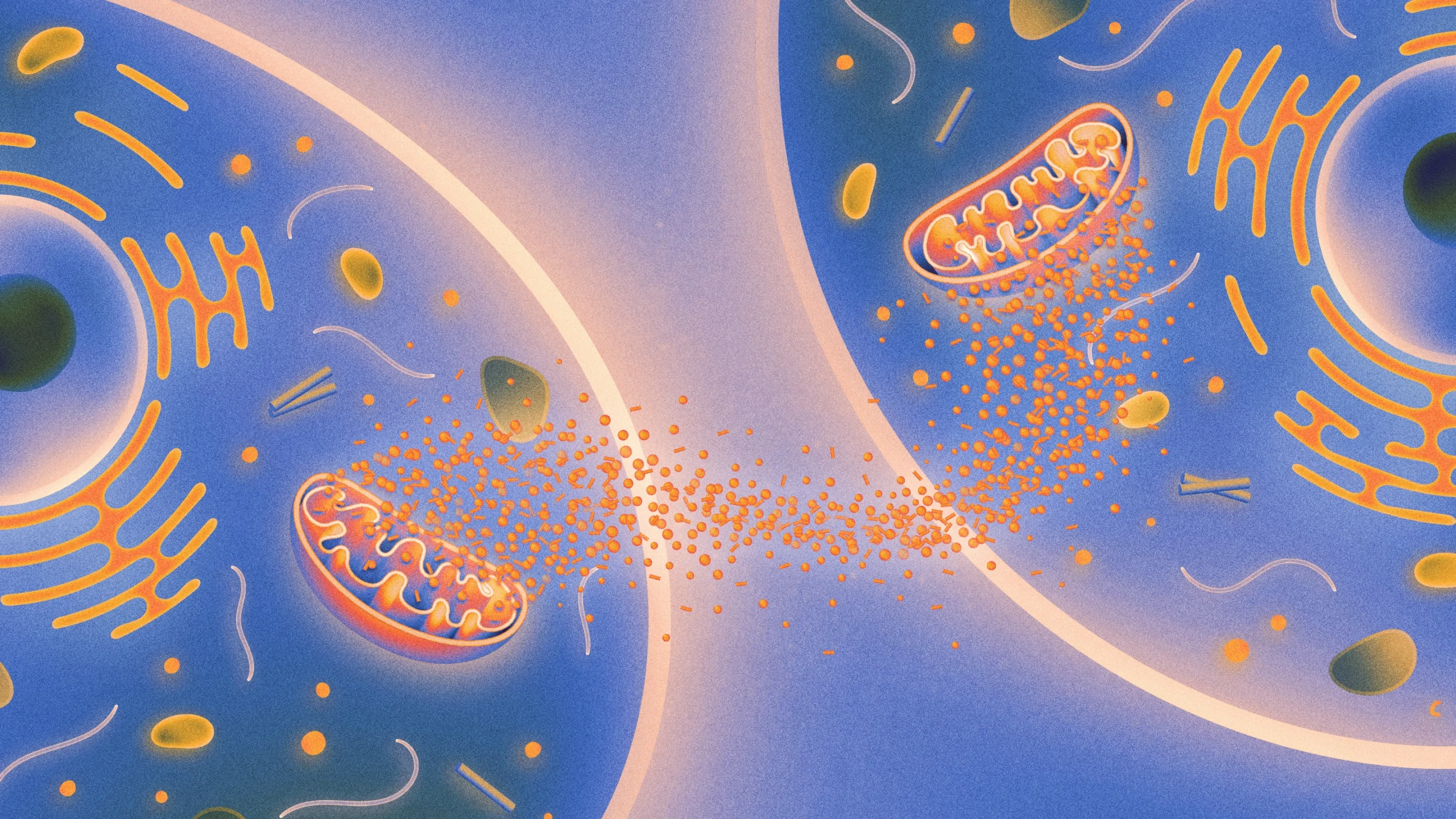 Illustration of two cells with mitochondria and organelles exchanging particles.