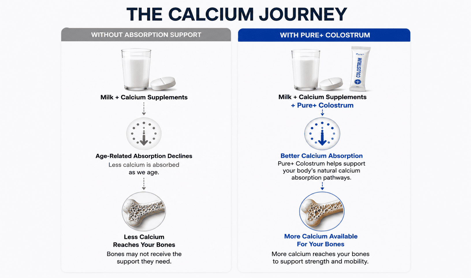 An infographic comparing calcium absorption for bones, with and without a colostrum supplement.
