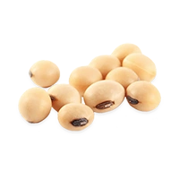 Several yellow soybeans scattered on a white background.