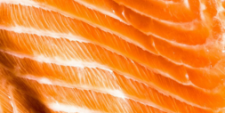 A close-up, macro shot of raw salmon flesh, showing the orange and white marbled texture.