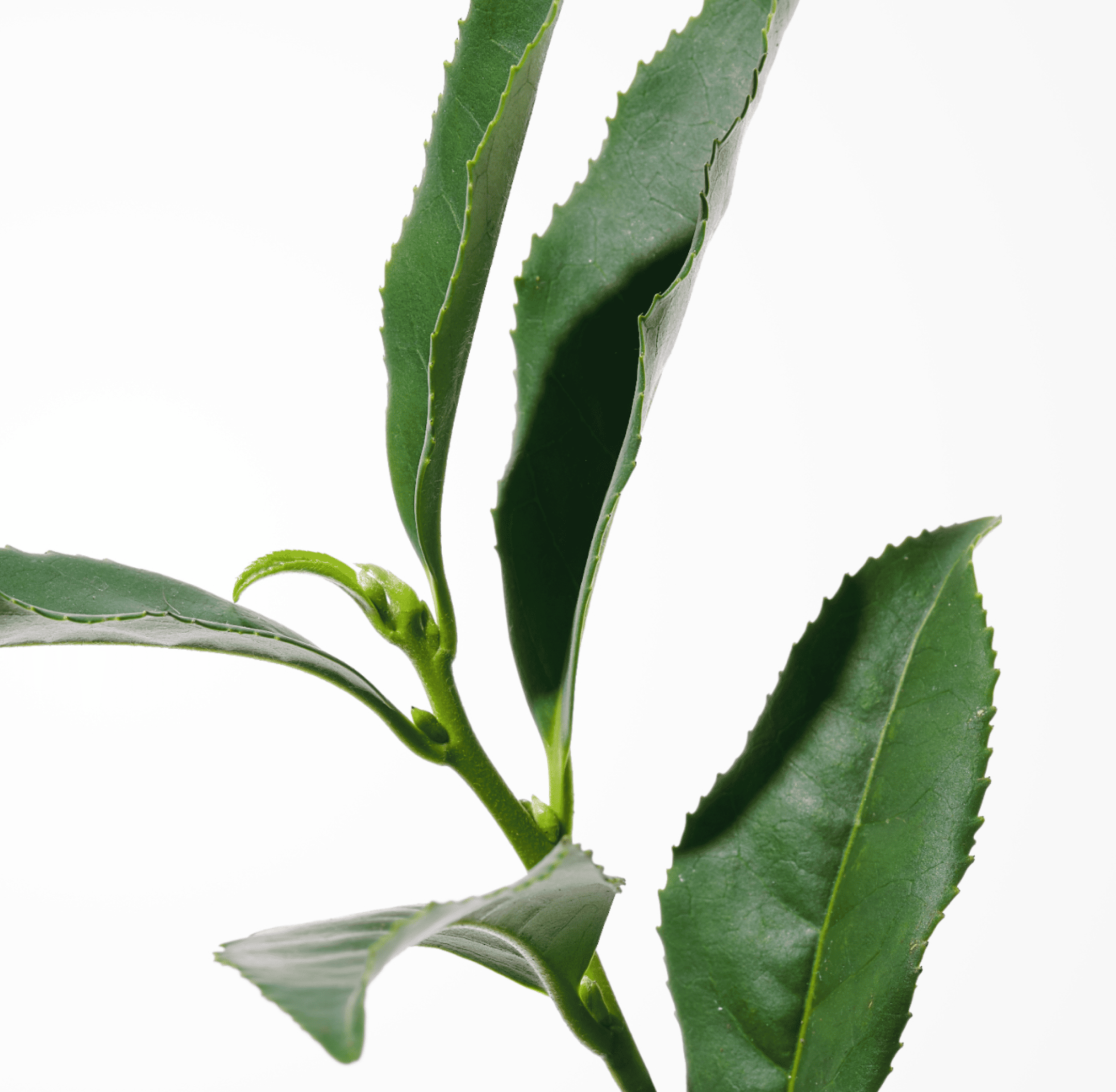Close-up of green leaves on a stem against a white background.