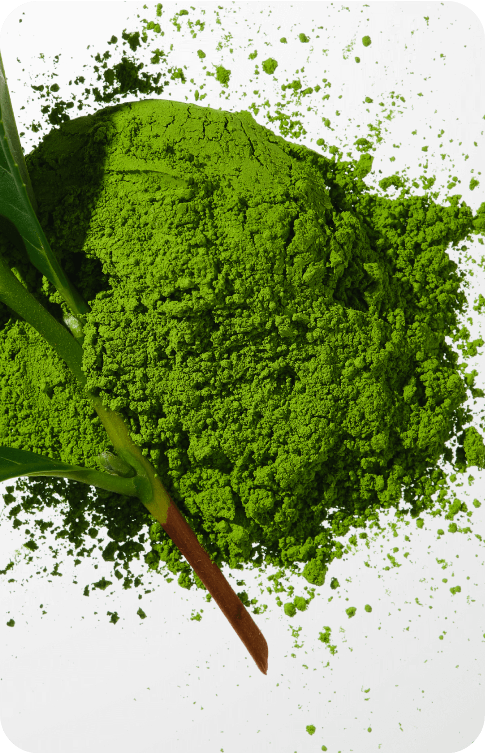 Green powder with a leaf on a white background.