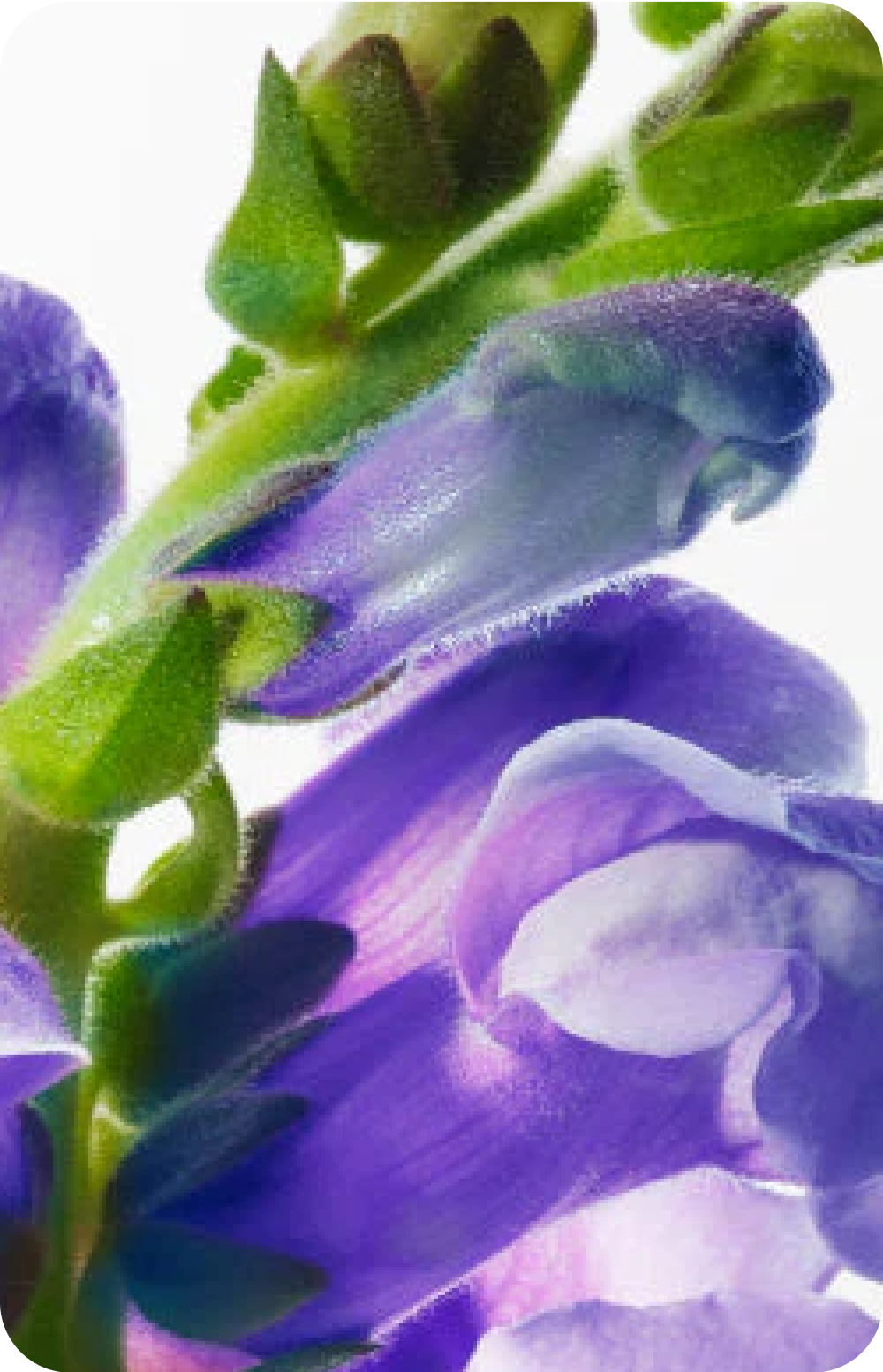 Close-up of purple and green flower petals.