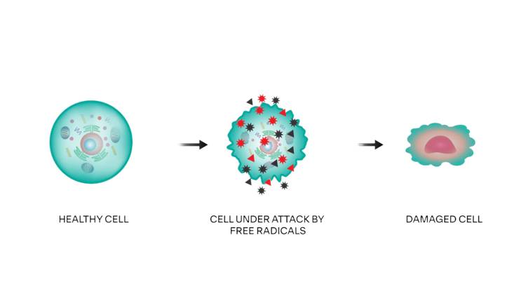 Diagram showing a healthy cell, cell under attack by free radicals, and a damaged cell.