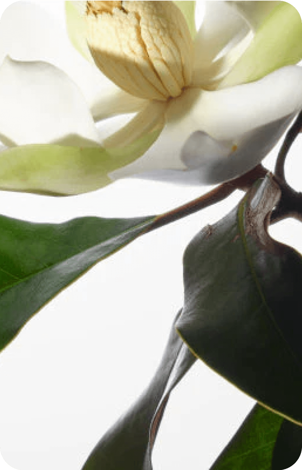 Close-up of a white flower with green leaves on a branch.