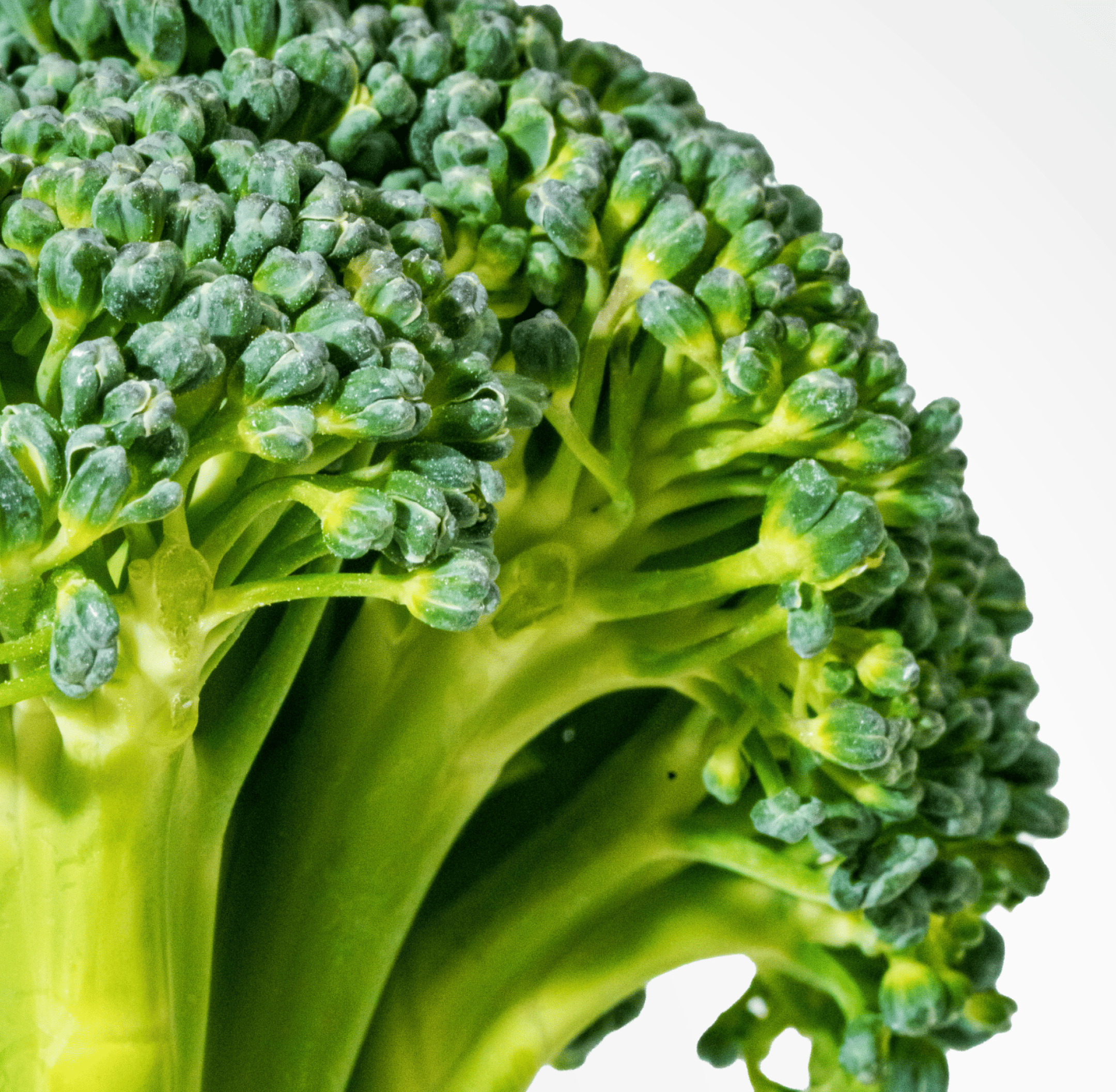 Close-up of fresh green broccoli florets.