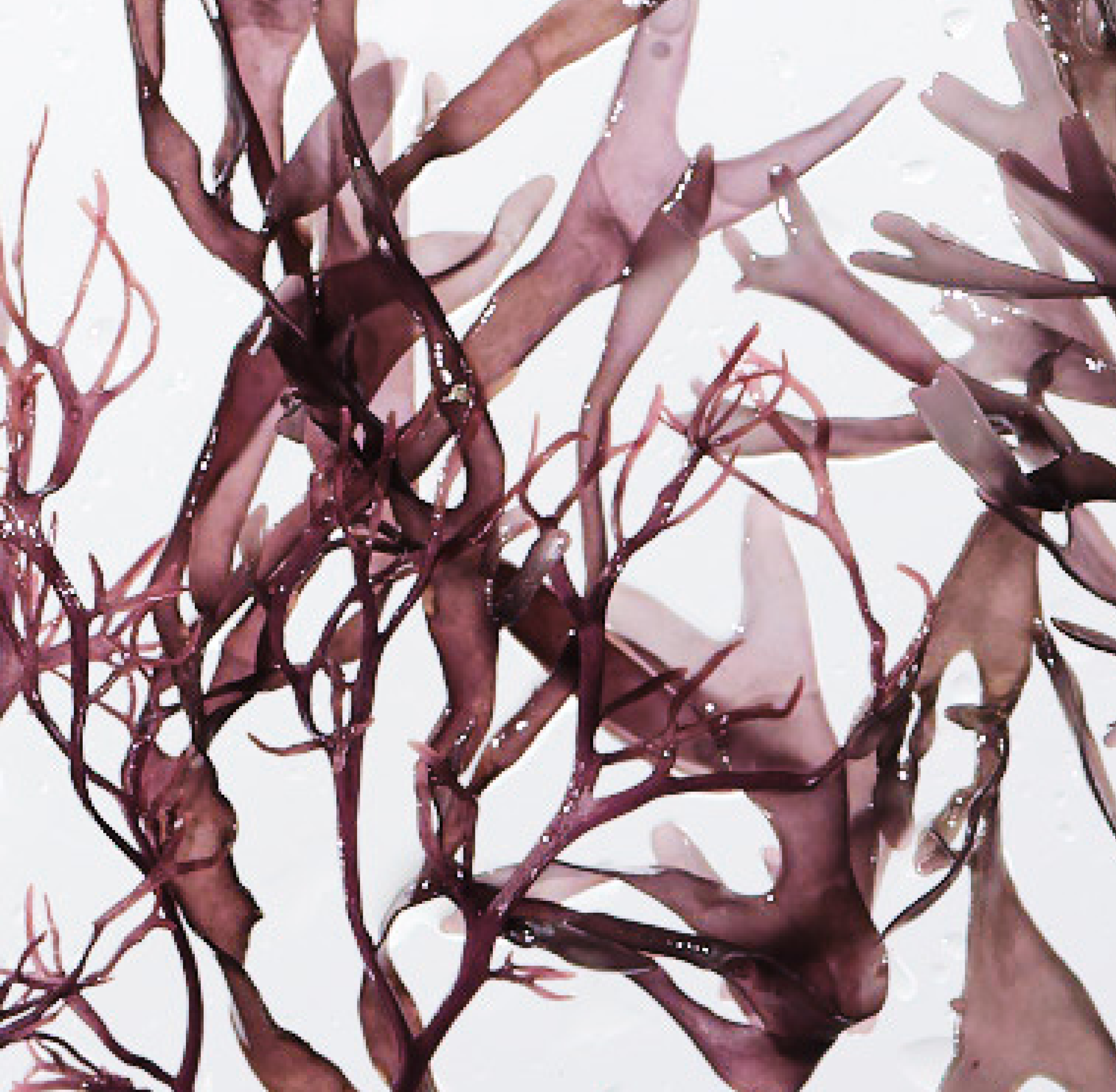 Red seaweed branches against a white background.