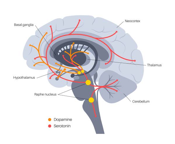 Diagram of brain showing dopamine and serotonin pathways.