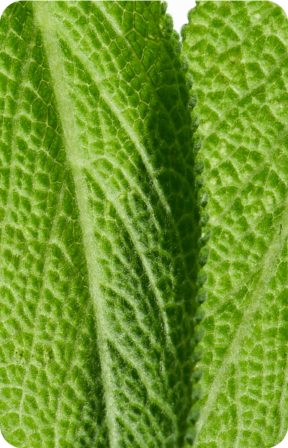 Close-up of a green leaf with visible texture and veins.