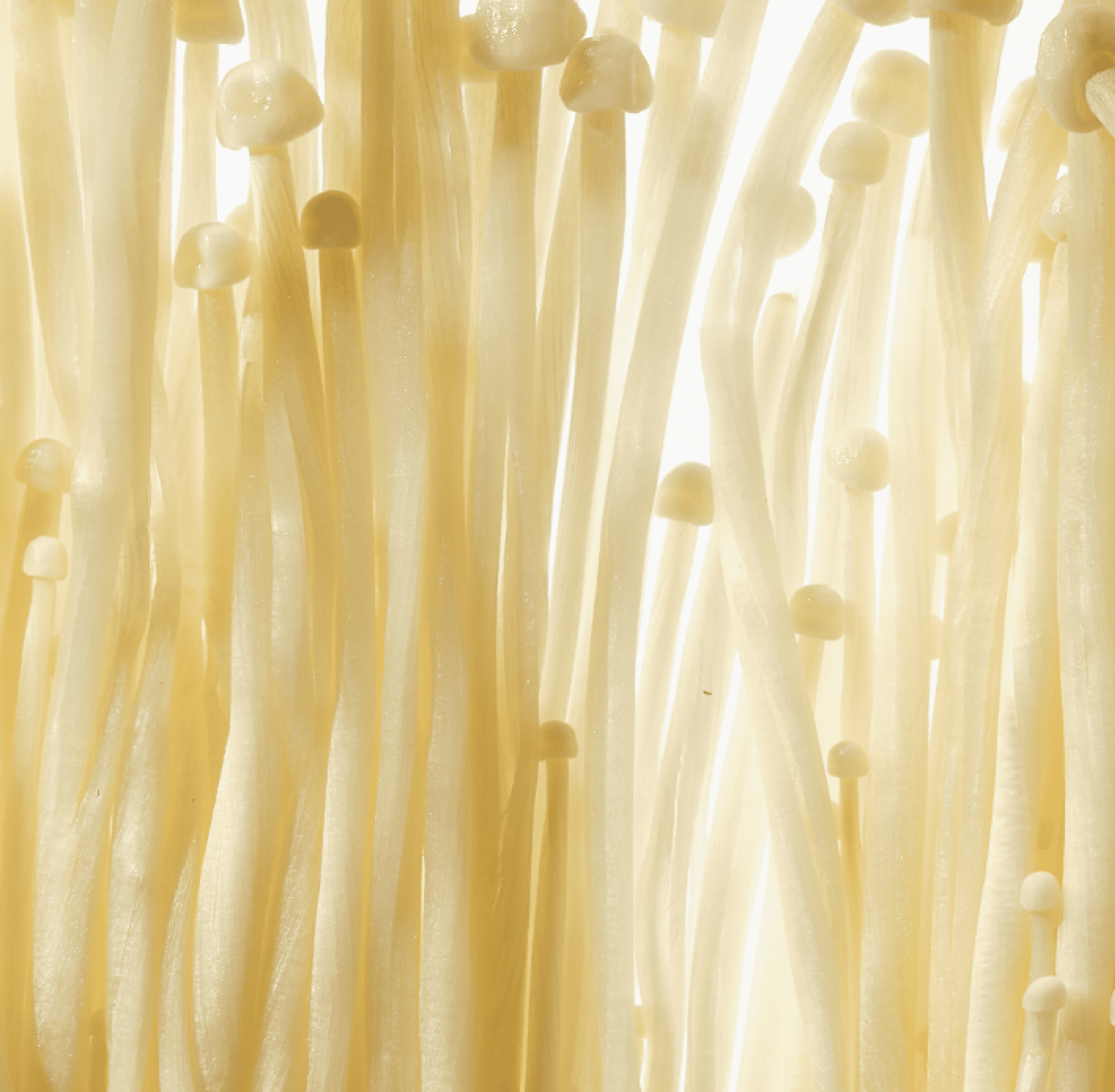 Close-up of thin, light-colored mushroom stems with small caps.