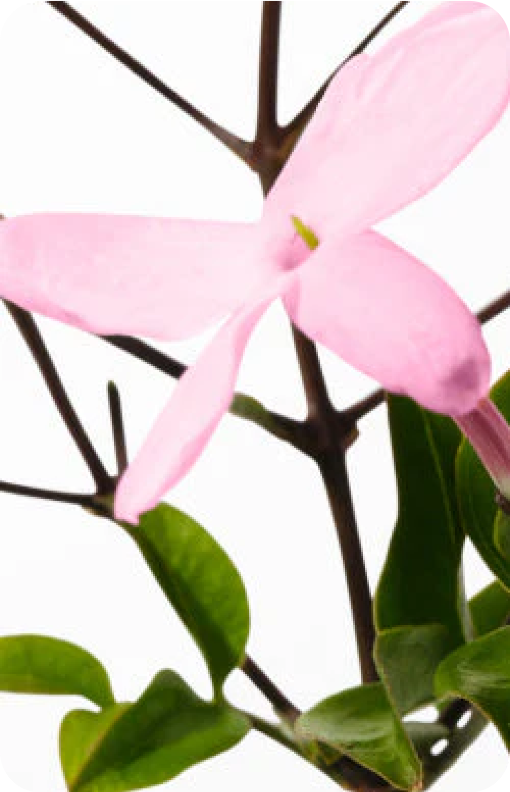 Close-up of a pink flower with green leaves and brown stems.