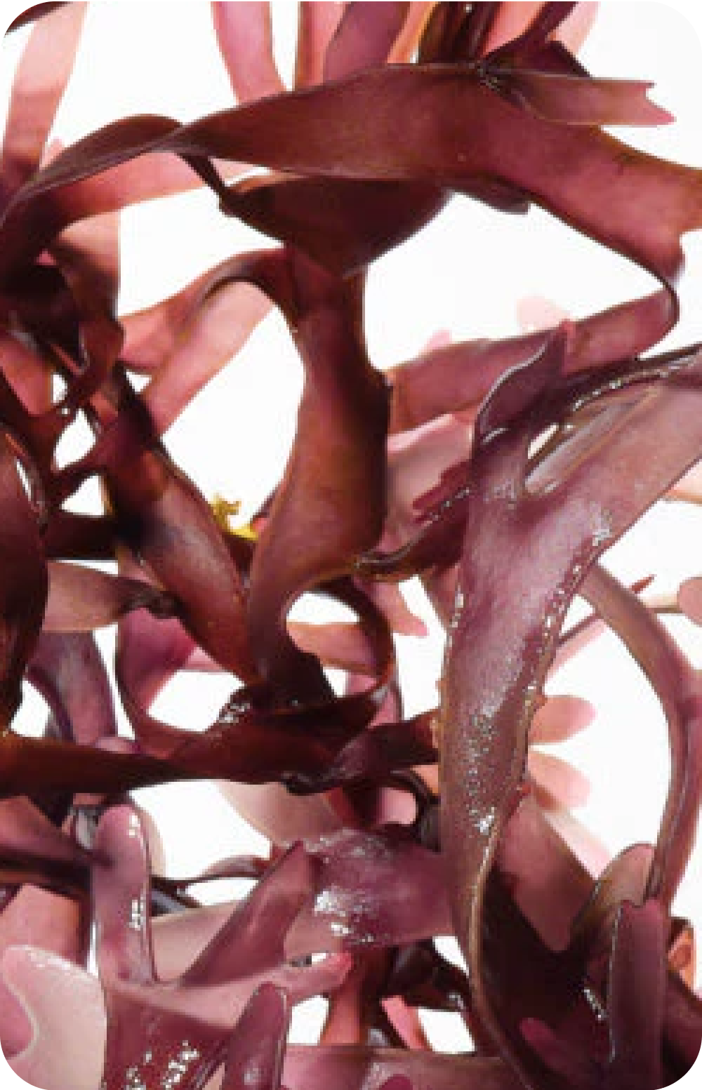 Close-up of purple seaweed with glossy texture.