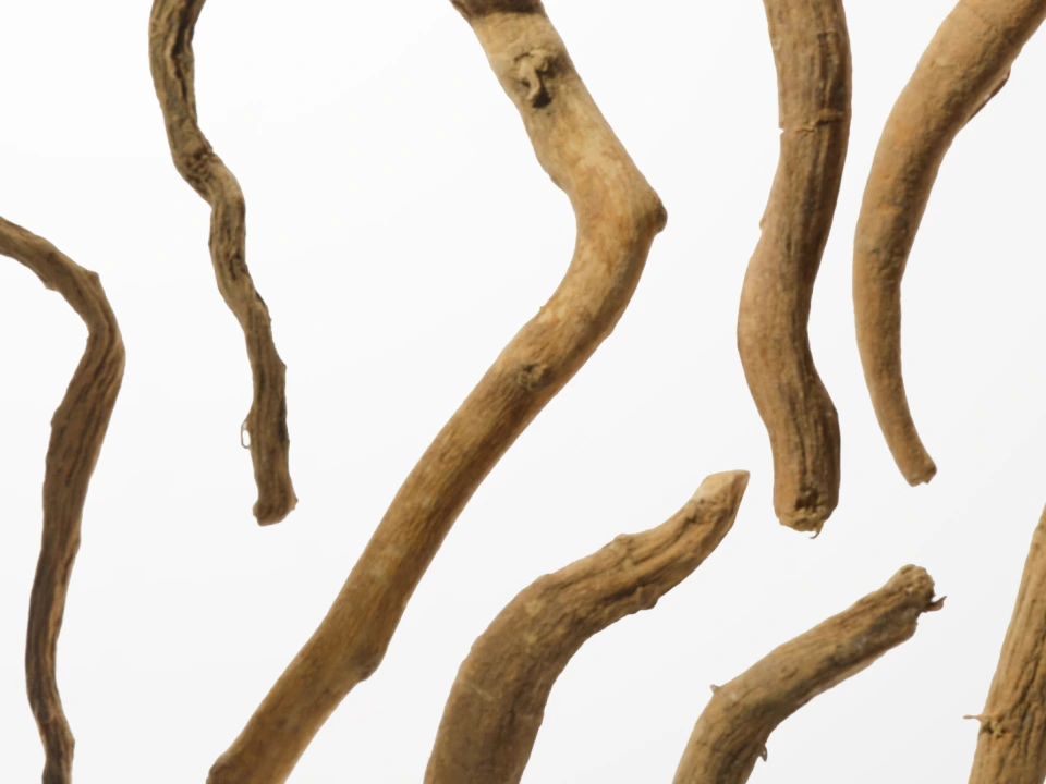 Curved wooden sticks against a plain white background.