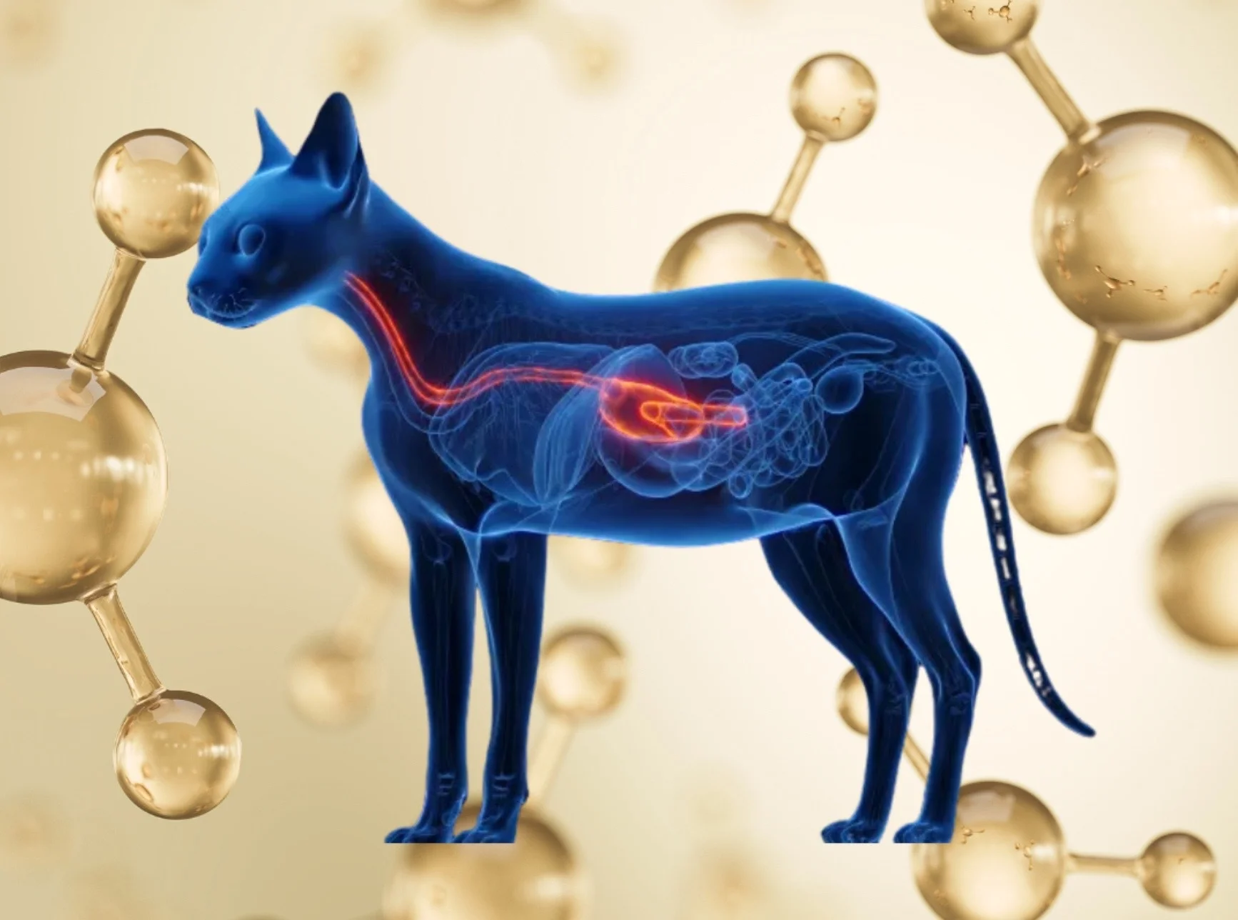Anatomical illustration of a cat's digestive system, shown in blue and red, with molecules in the background.