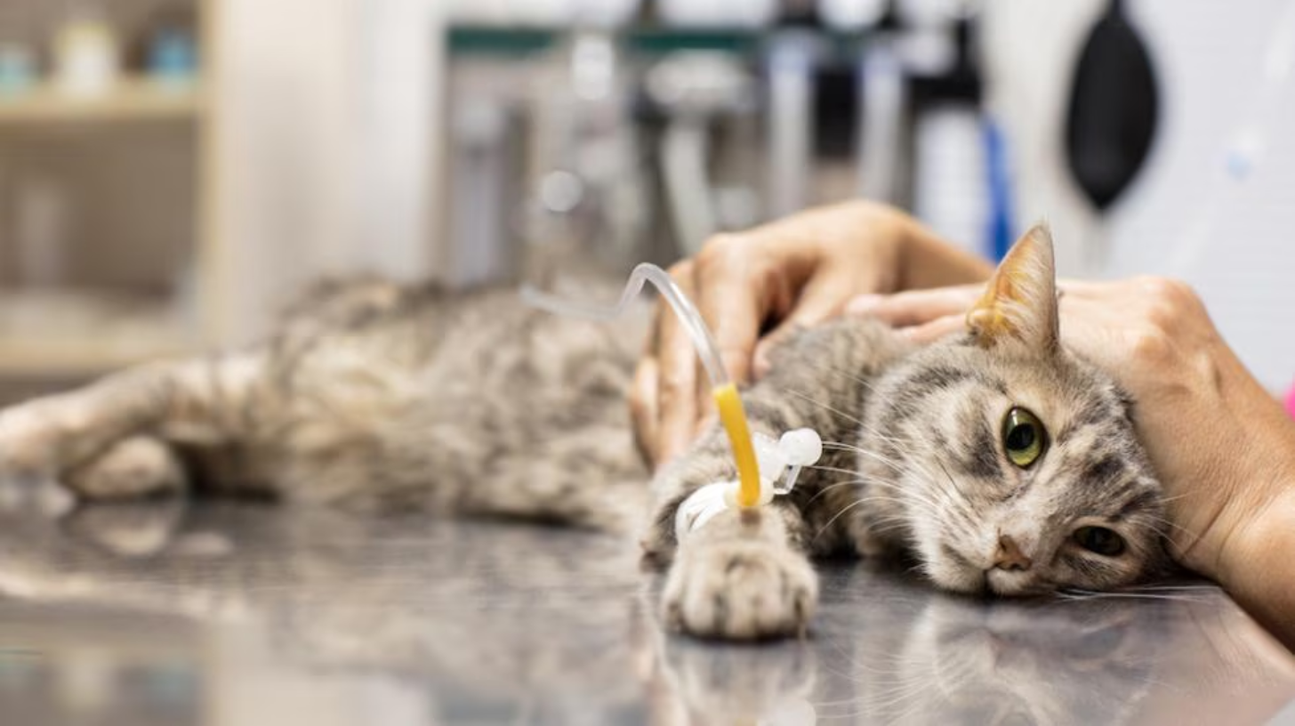 A veterinarian comforts a cat with an IV in its paw on an examination table.