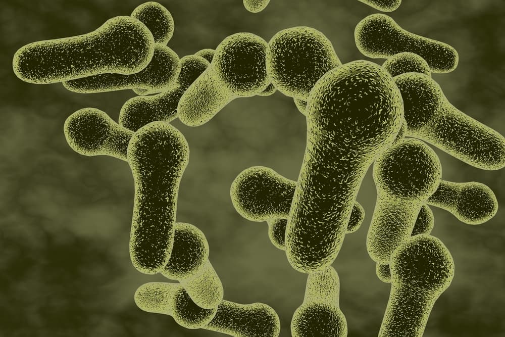 A microscopic illustration of numerous green, club-shaped bacteria against a dark background.