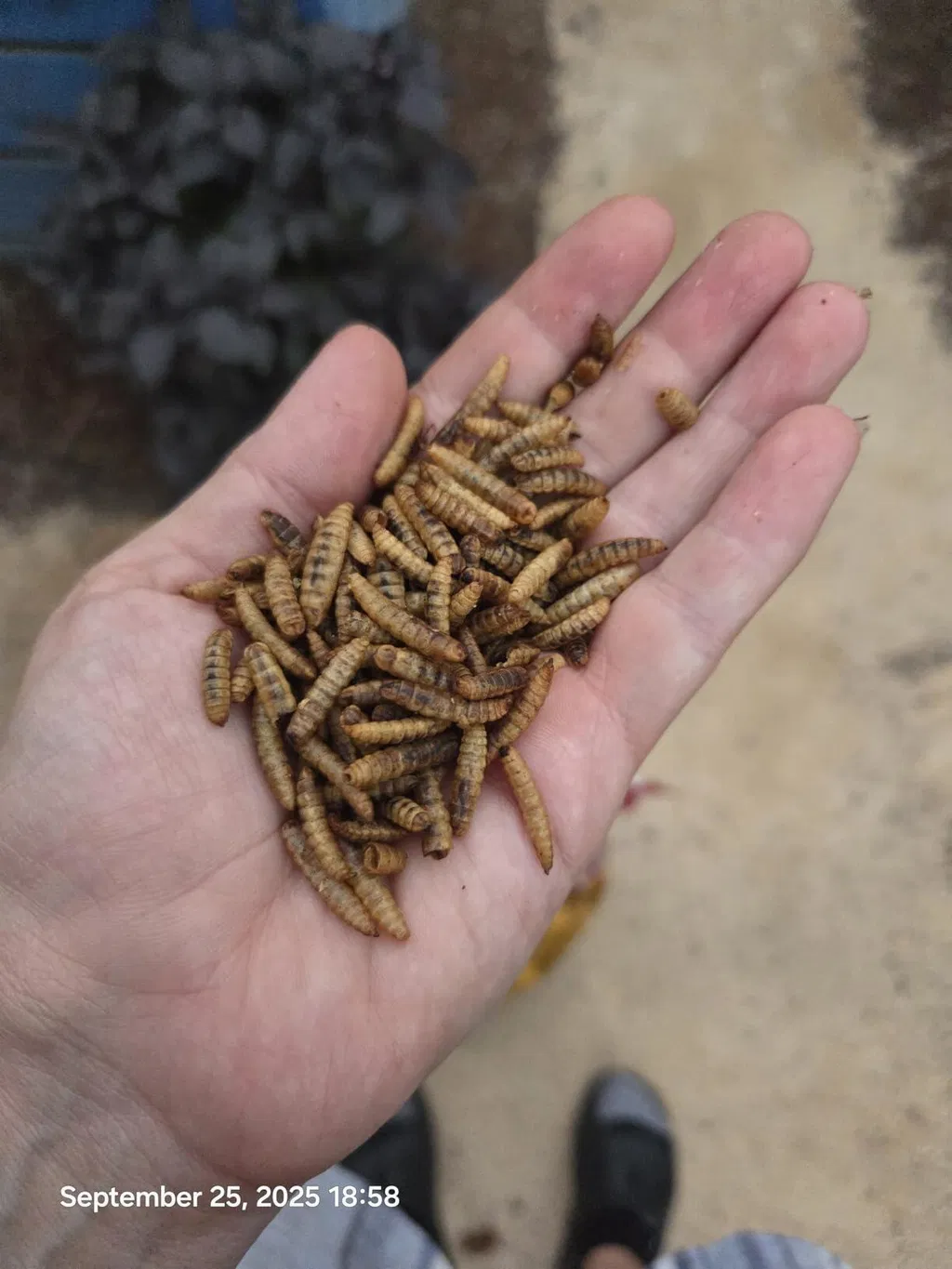A person's cupped hand holding a large pile of brown, segmented larvae.