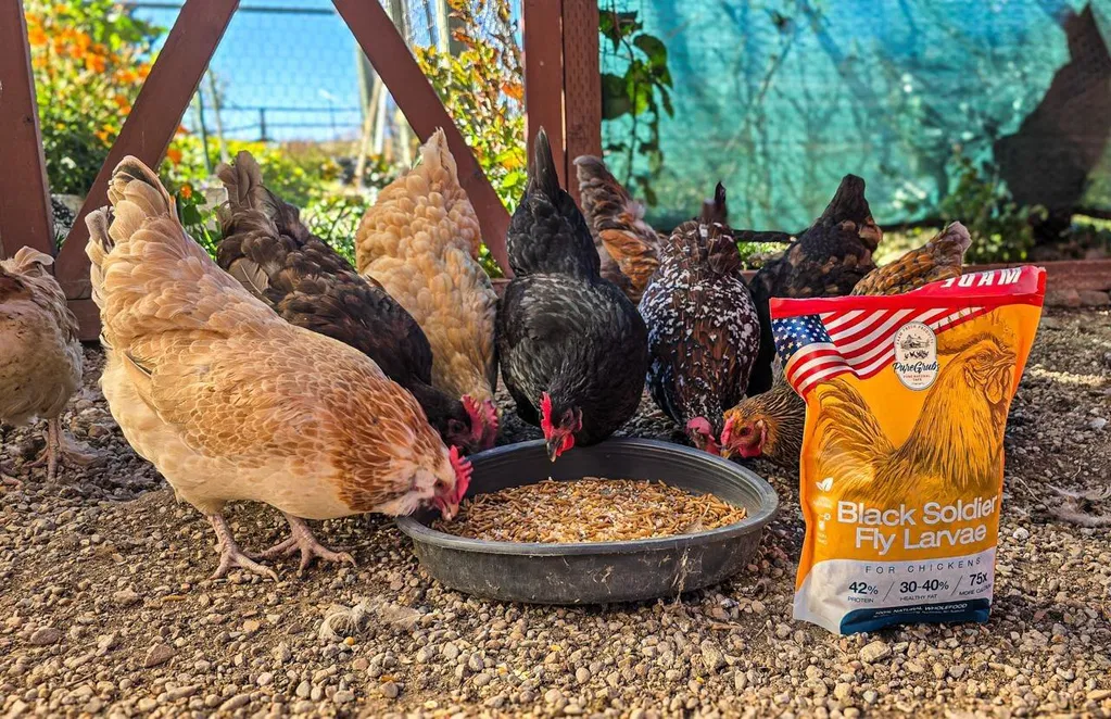 Several chickens eat from a black bowl on gravel, next to a bag of chicken feed.