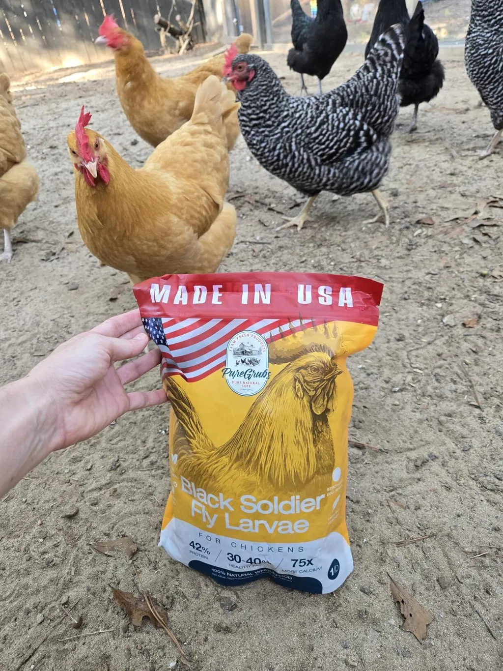 A hand holds a bag of Black Soldier Fly Larvae chicken feed with several chickens in the background.