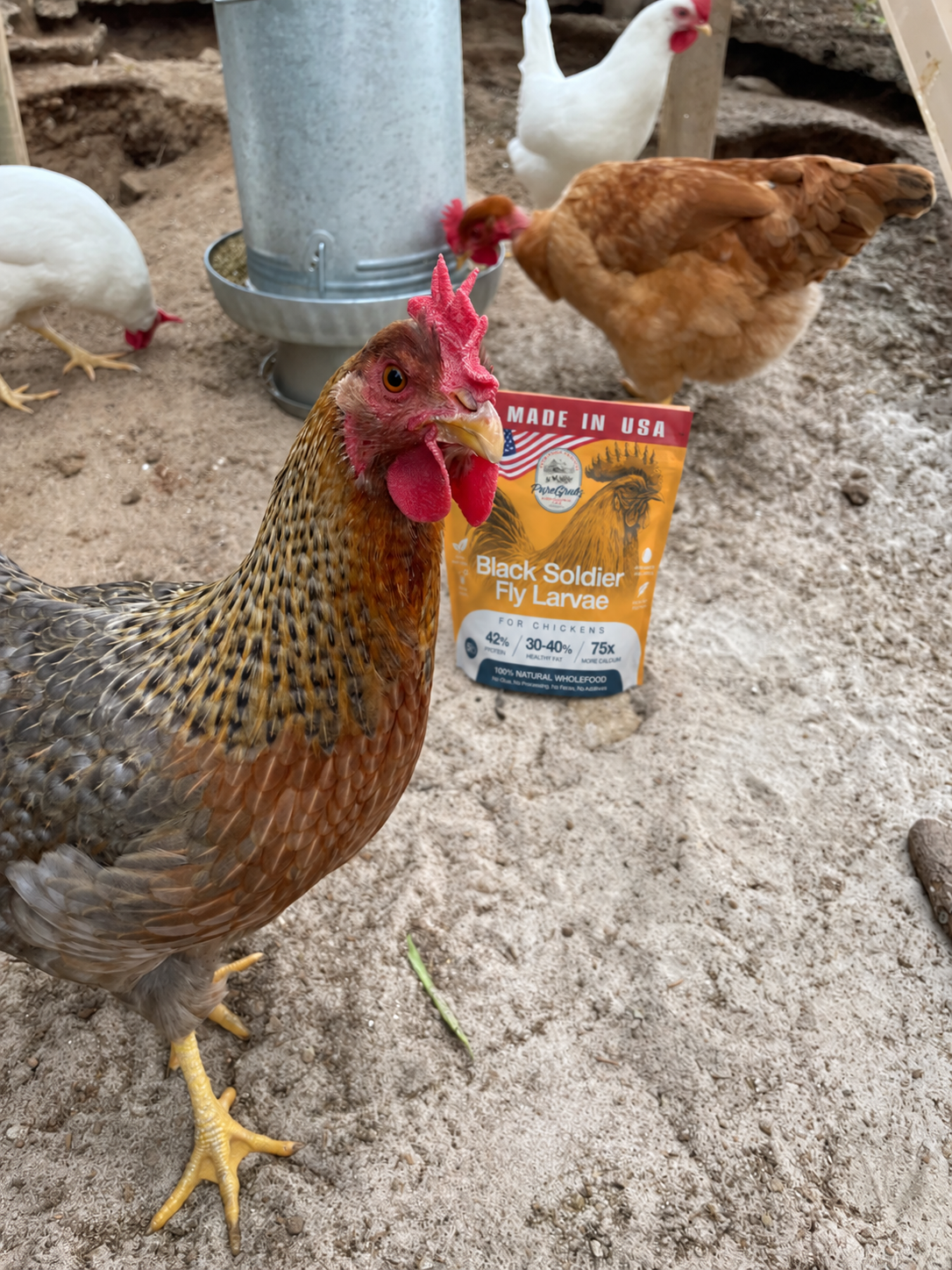 A chicken stands in a sandy enclosure with other chickens and a bag of Black Soldier Fly Larvae.