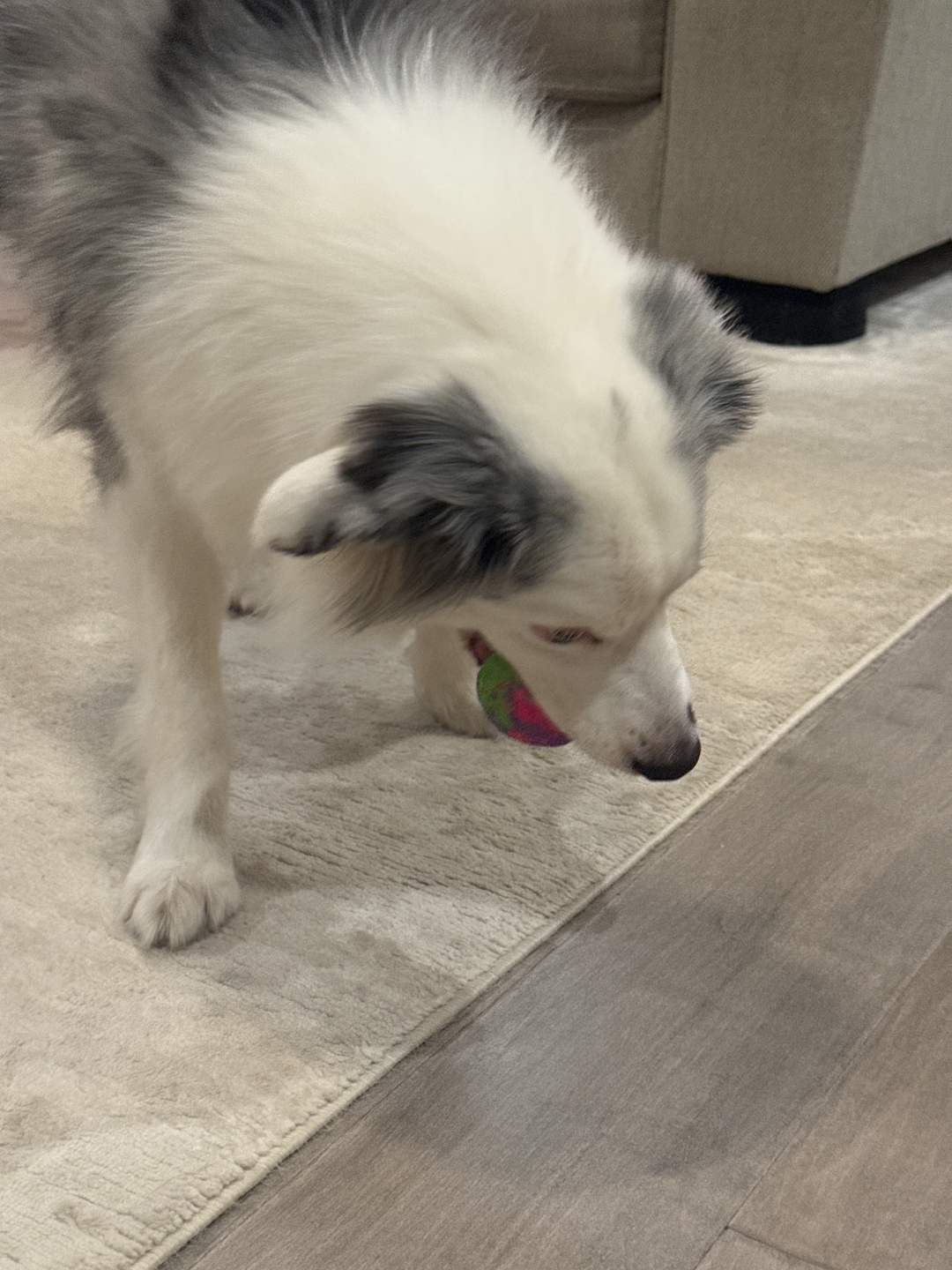 A fluffy white and grey dog stands on a rug with a colorful ball in its mouth.