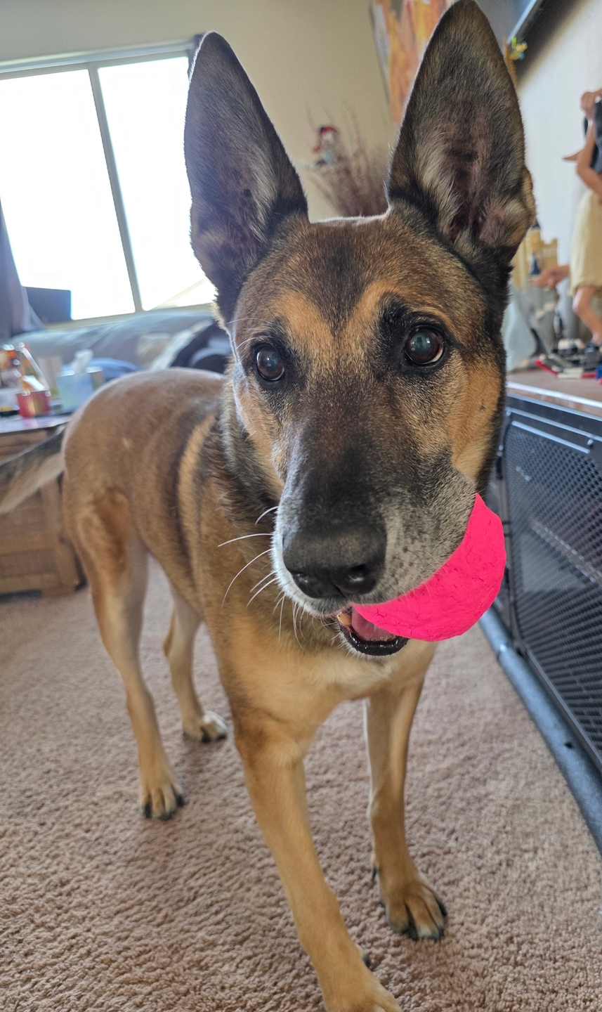 A German Shepherd dog holding a bright pink ball in its mouth looks at the camera.