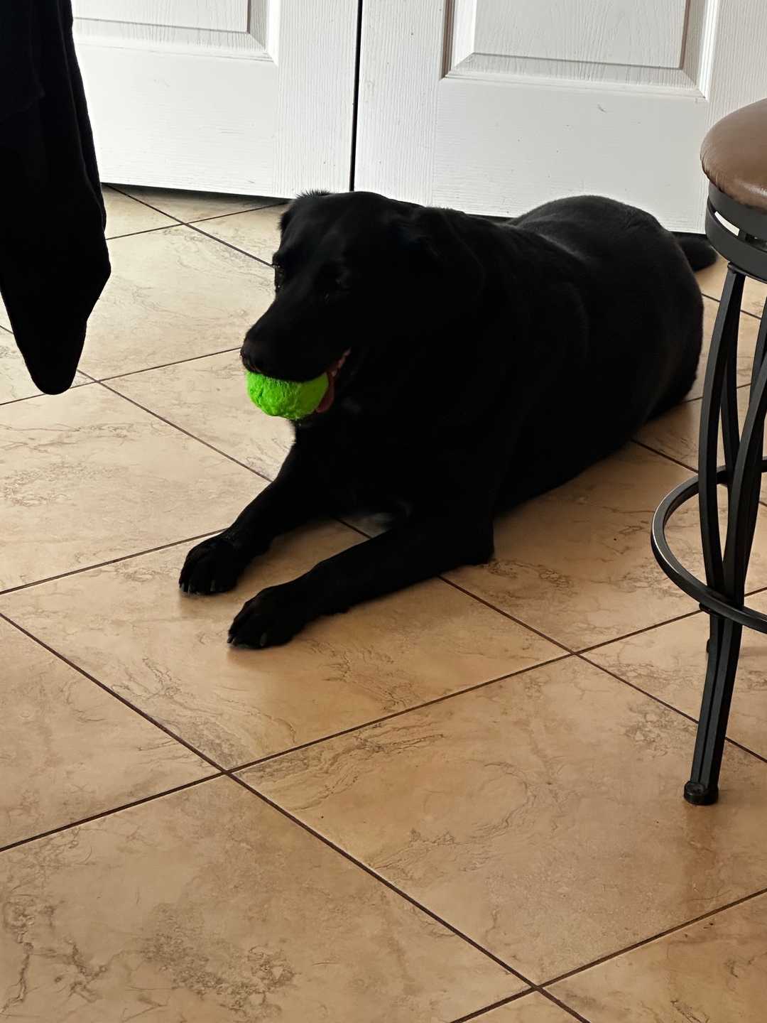 A black dog is lying on a tiled floor with a bright green tennis ball in its mouth.