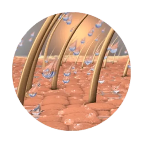 Illustration of hair follicles with water droplets on skin surface.