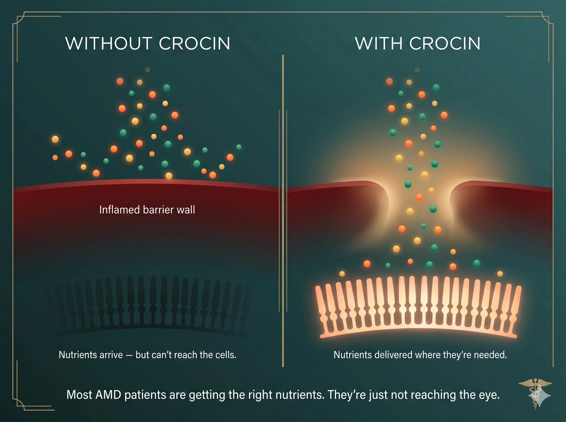 A diagram comparing nutrient delivery with and without Crocin, showing it helping nutrients pass a barrier to cells.