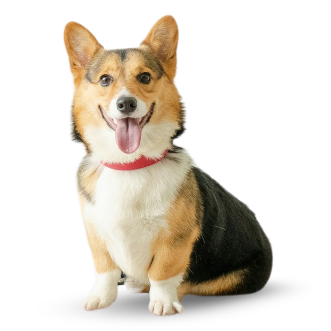 Smiling corgi dog with a red collar sitting.