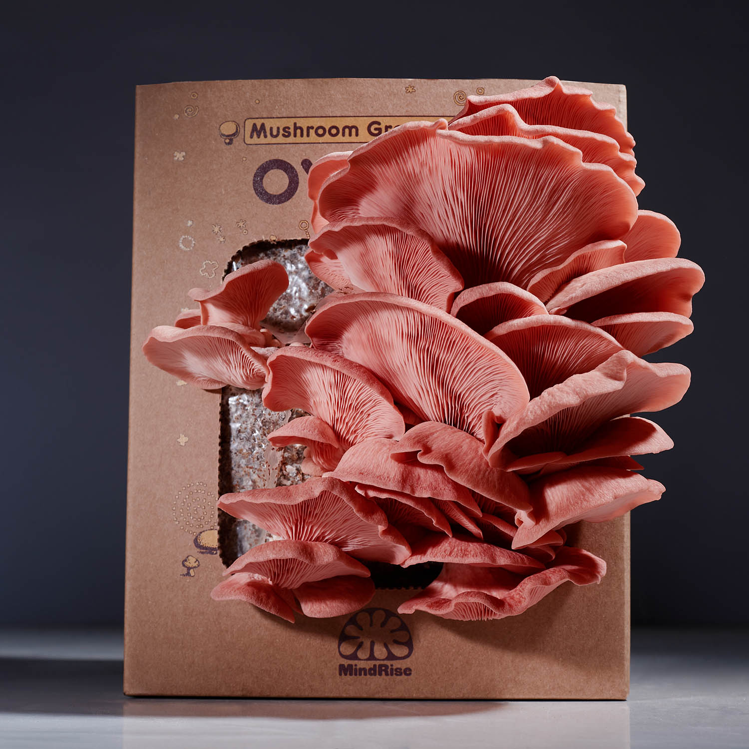 A cluster of pink oyster mushrooms growing out of a cardboard grow kit box against a dark background.