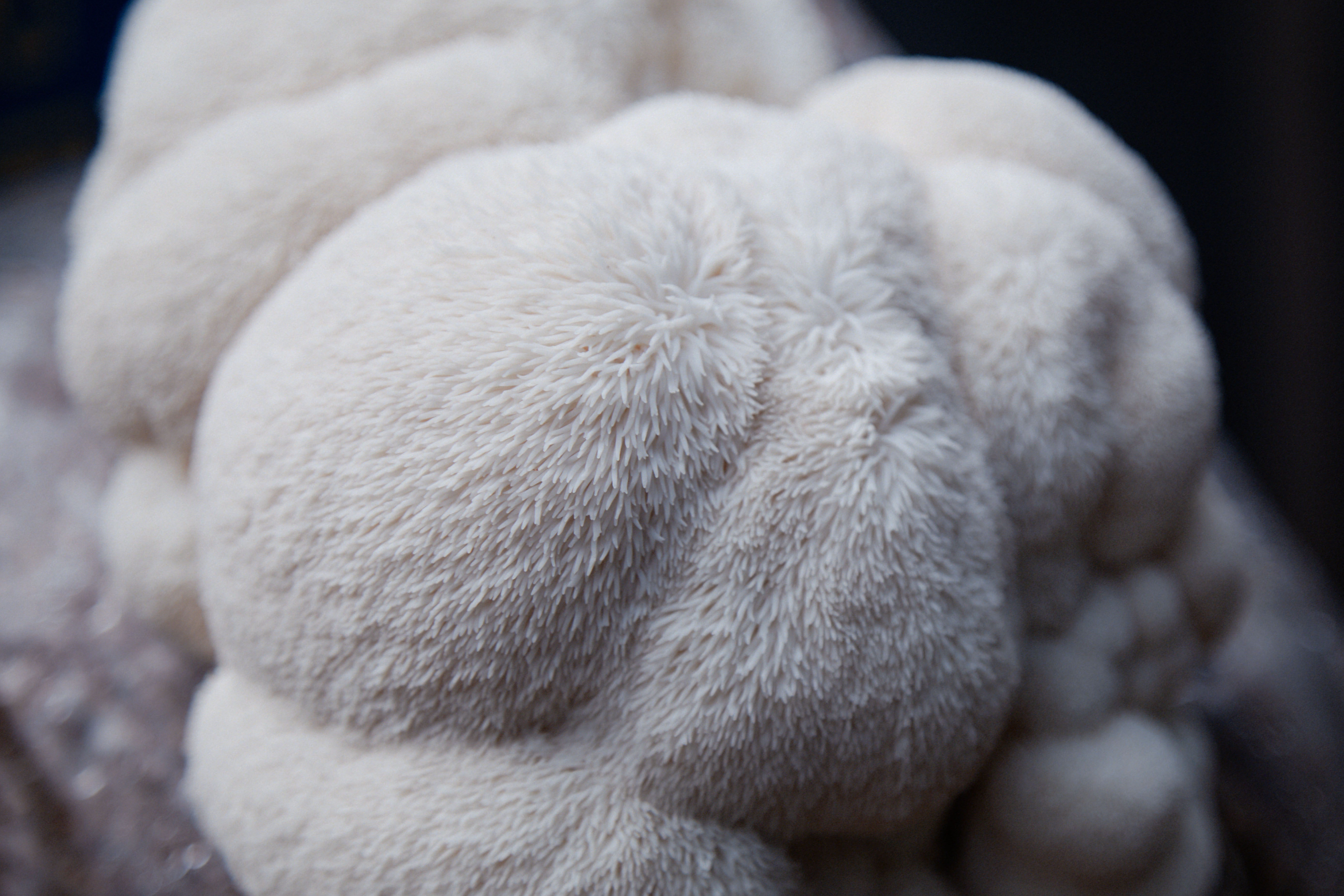 Close-up of a hairy white textured surface.