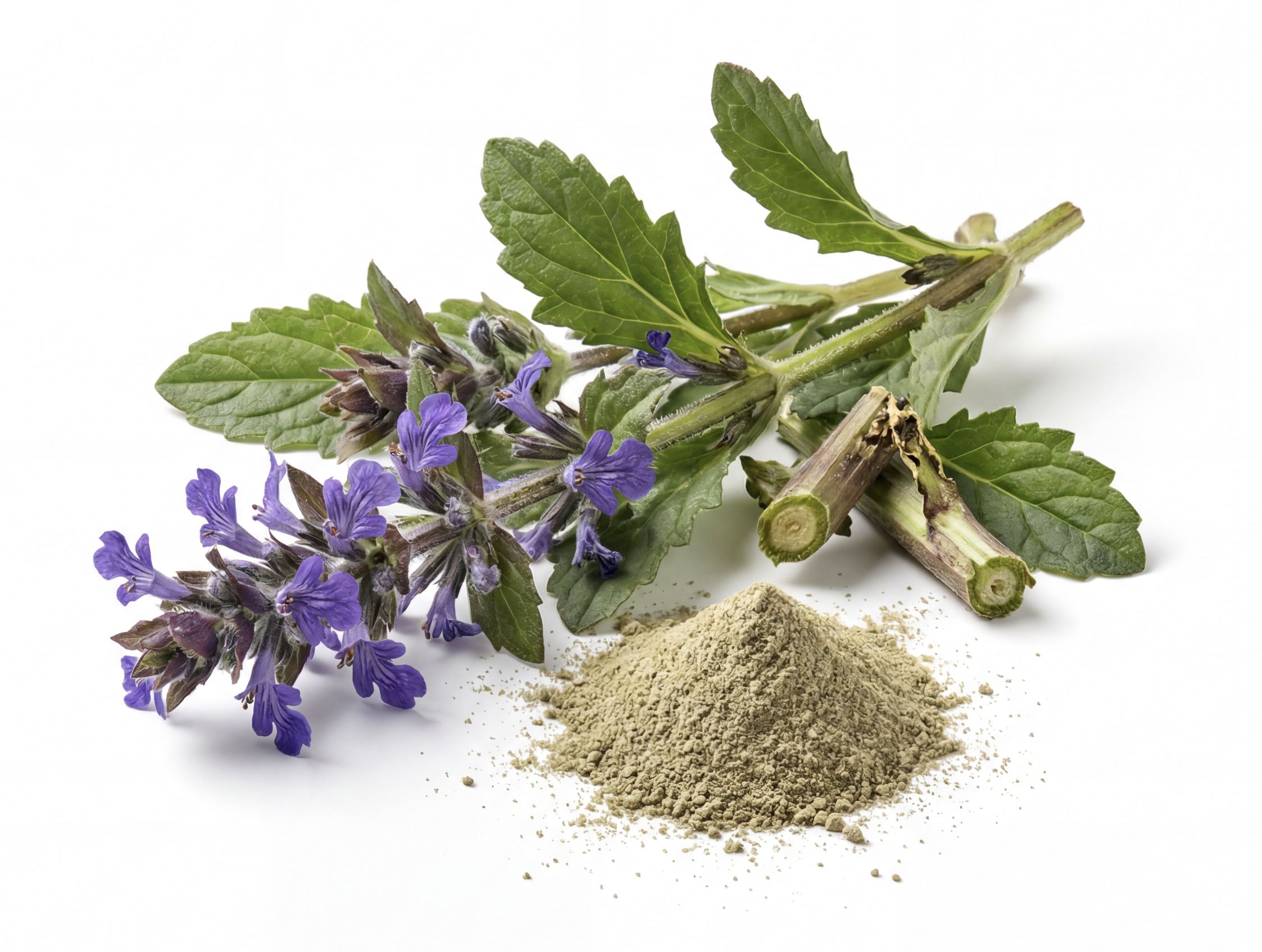 AJUGA TURKESTICA (20% TURKESTERONE)